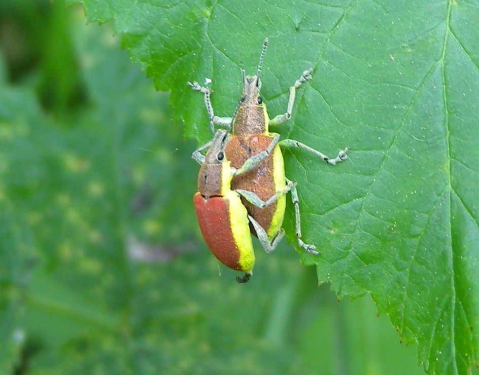 Chlorophanus sp. (Curculionidae)